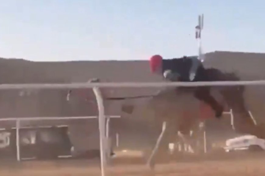فيديو يوثق لحظة سقوط فتيات مشاركات في سباق كأس العلا للهجن