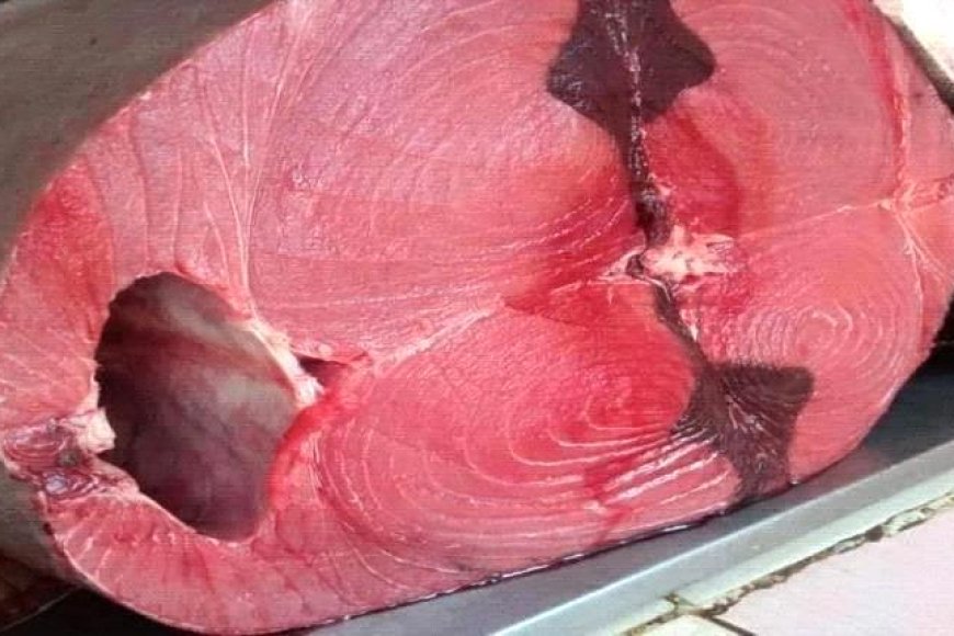 أسعار الأســـماك اليوم الثلاثاء فى عدن