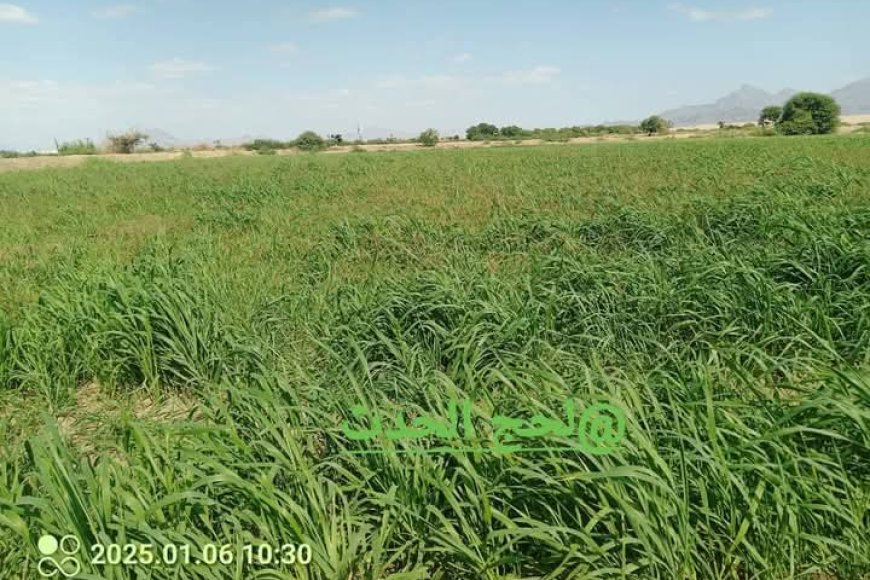 نجاح زراعة القمح في لحج: خطوة لتعزيز الأمن الغذائي