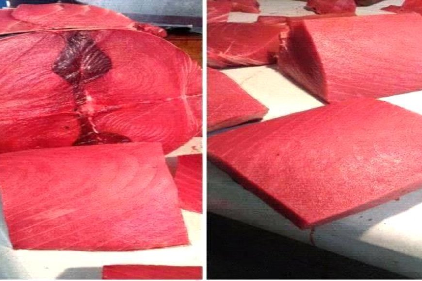 أسعار الأسماك اليوم الجمعة فى عدن 4 يوليو