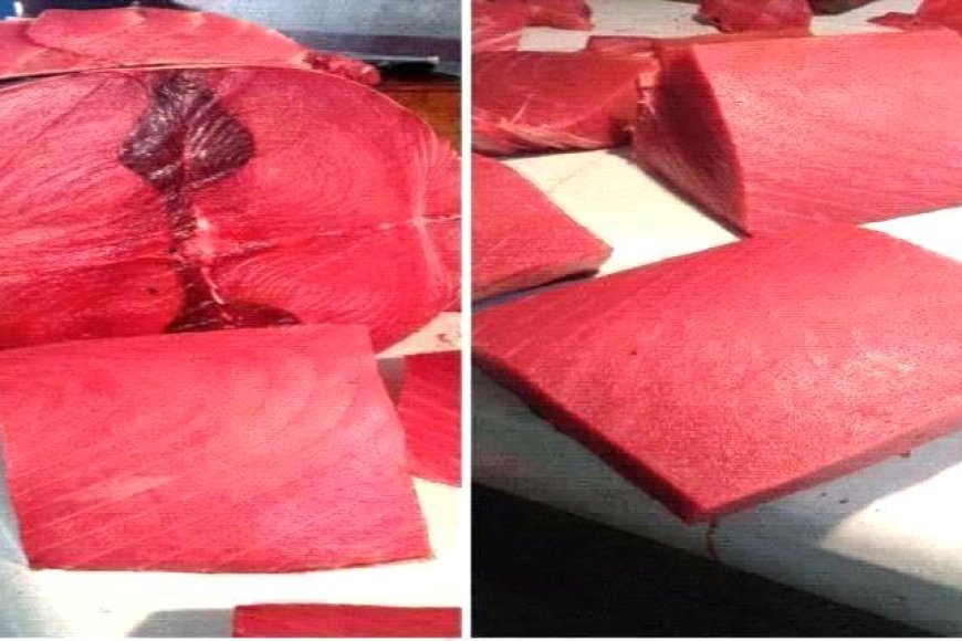 أسعار الأسماك اليوم الإثنين فى عدن 14