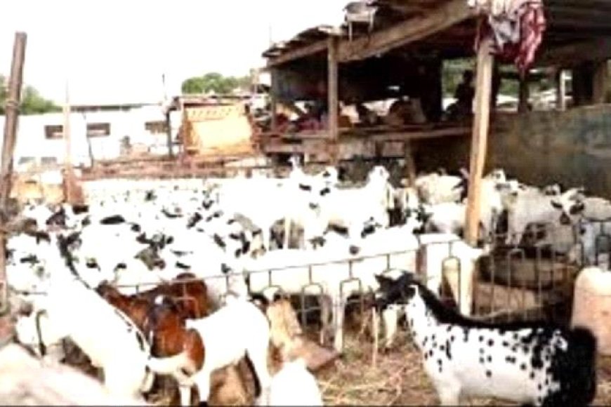 نشرة اسعار المواشي المحلية في عدن اليوم الخميس