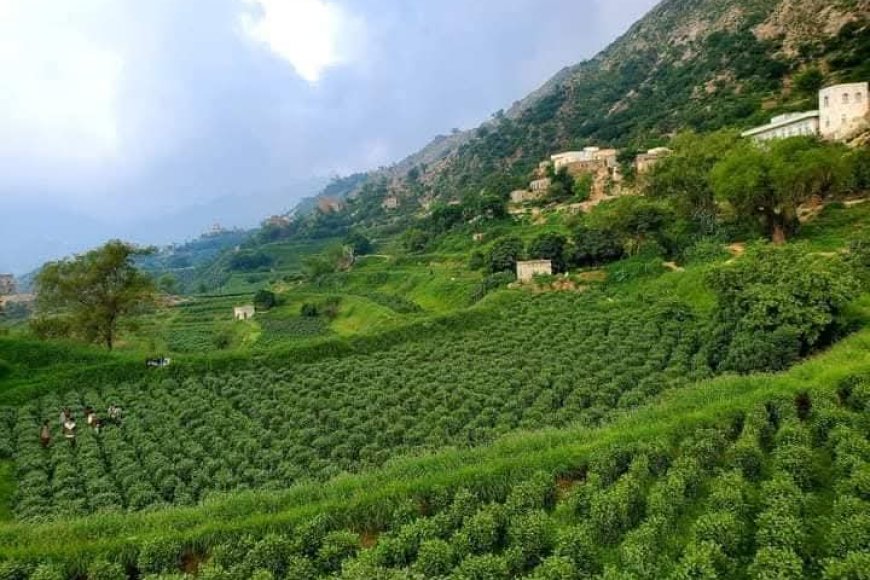 الحوثي يخسر أحد أذرعه القمعية: قنبلة الغضب تطيح بأحد القيادات الحوثية المأزومه بمحافظة حجة.