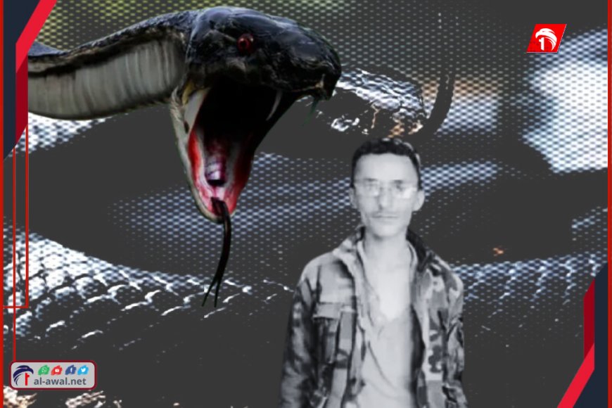 تحذيرات من (الأسود الخبيث).. قاتل لا يرحم!.. وفاة شاب في إب إثر لدغة سامة منه!!