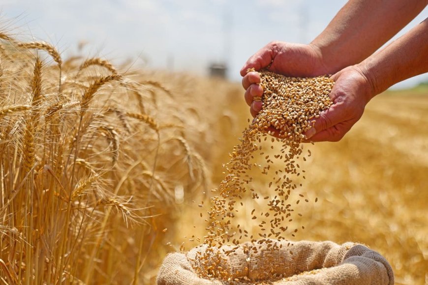 القمح يرتفع في الأسواق العالمية.