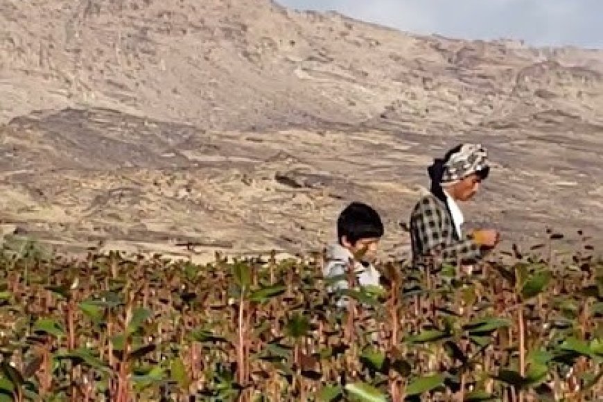 جريمة مؤسفة بسبب (القات)!!. (1) قتيل و(3) جرحى في اشتباك مسلح في رداع بالبيضاء