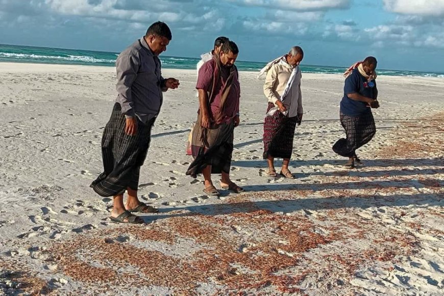 بتوجيه الوزير السقطري .. نزول فريق من هيئة المصائد السمكية في سقطرى لدراسة ظاهرة نفوق الروبيان 