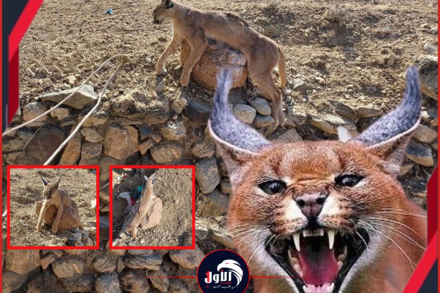 صور صادمة انقراض وشيك.. اصطياد حيوان (الوشق البري النادر) بلحج يفجر موجة غضب!