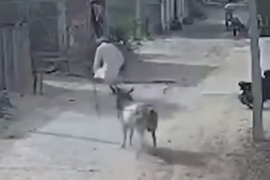 مشهد مرعب وثقته كاميرات المراقبة.. ثلور هائج يهاجم رجلاً مسناً 