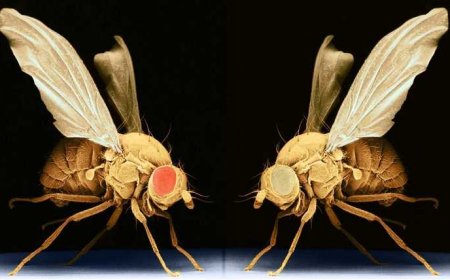 1500 ذبابة فاكهة في الفضاء.. ماذا تفعل؟