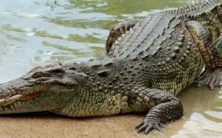 التماسيح تحرس السجون بدلاً من البشر