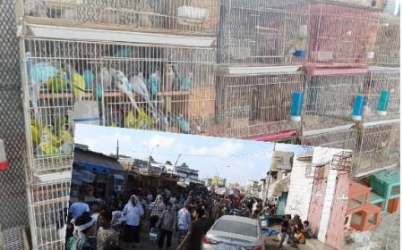 سوق الطيور في عدن .. بقعة لالتقاط الرزق وملاذ للهواة