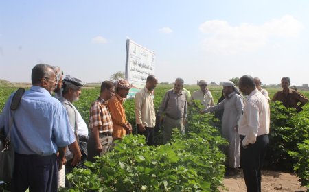محطة البحوث الزراعية الكود تنفذ اليوم الحقلي لمحصول القطن متوسط التيلة بلحج  