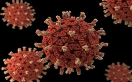 بعد وفاة 8500 قطة في قبرص بسبب متحور جديد لكورونا.. هل يصيب البشر؟