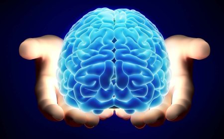 طعام بسيط يغذي ,,المخ ويحسن بنية الدماغ ويقوي الذاكرة خلال وقت قصير"احرص عليه"!