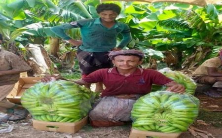 مزارعون يمنيون يتكبدون خسائر فادحة بعد انهيار أسعار المنتجات الزراعية