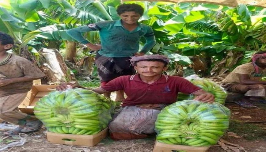 مزارعون يمنيون يتكبدون خسائر فادحة بعد انهيار أسعار المنتجات الزراعية