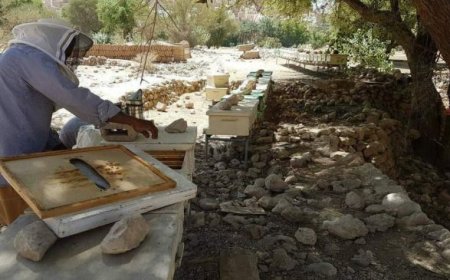 نحّالو اليمن.. من مرارة الحرب إلى صدمات المناخ