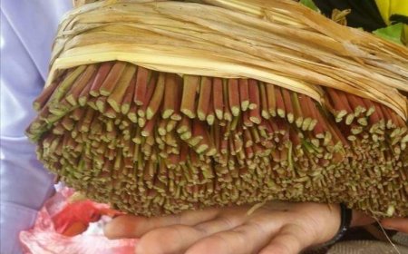 نبأ غير سار لمتعاطي القات في عدن.. إليكم التفاصيل