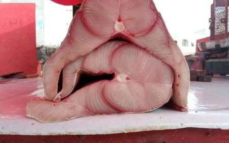 الكيلو الثمد يسجل ارتفاعًا مفاجئًا بعدن