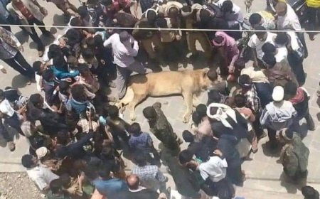 حقيقة أم خيال.. أسد وسط شارع جمال في تعز