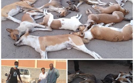 صحة البيئة بمديرية التواهي ينفذ حملة لمكافحة الكلاب الضالة