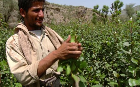  مقتل مالك مزرعة "قات" في عمران على يد مسلح 