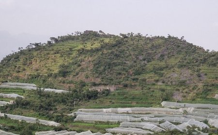 تقرير .. الصقيع يتلف المحاصيل الزراعية ... والمواجهة بوسائل بدائية