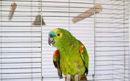 زارت منزل صديقها ثم بدأ الببغاء بكشف المستور... ما ذكره الحيوان الأليف أوقع الحبيب في كارثة!