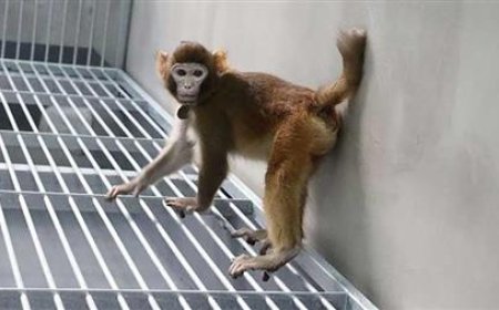 نجاح عملية استنساخ قرد.. هل تطبق التجربة على البشر؟