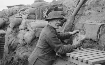 من أغرب قصص الحرب العالمية الأولى.. تجنيد نصف مليون قط