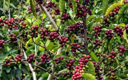 غداً.. بدء المعرض الوطني الأول للبن في عدن