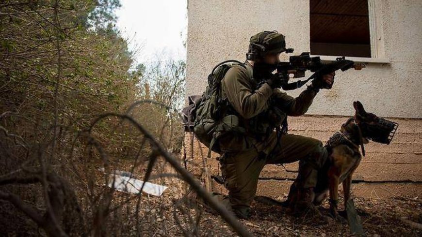 تقرير: «حماس» تستخدم الكلاب لتشتيت الجيش الإسرا.ئيلي