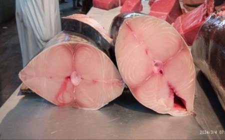 أسعار الأسماك في مدينة عدن لليوم الإثنين 04 مارس