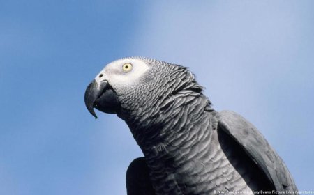 تسبب بوفيات في أوروبا.. تحذير من تفشي "حمى الببغاء"، فما هو؟