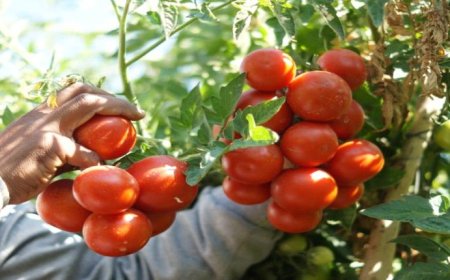 محاكمة شقيقين بتهمة سرقة طماطم بسبب الجوع