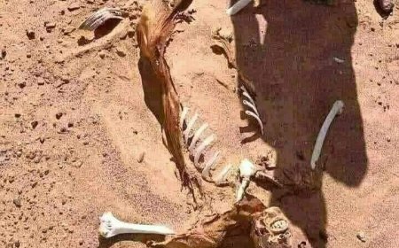 قصص غير مروية بالكلمات.. للصورة حكاية