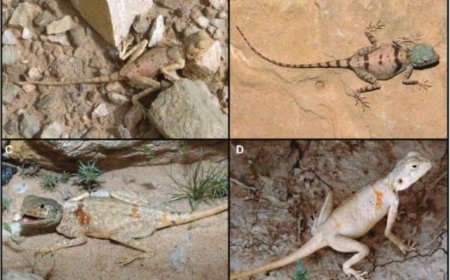 بمشاركة من جامعة عدن.. فريق دولي من الباحثين يكتشف نوع جديد من السحالي في المملكة العربية السعودية