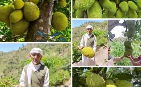 مزارعون يمنييون ينجحون في زراعة هذه الفاكهة لأول مرة