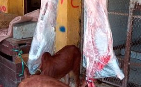 أسعار اللحوم في مدينة عدن.. الجمعة