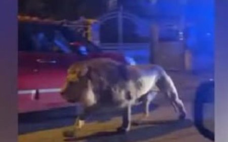 هروب أسد من حديقة بصنعاء وتسبب بمقتل وإصابة طفلين.. القصة الكاملة