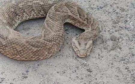 صورة.. العثور على أفعى غريبة والأشد فتكا خرجت بعد الأمطار في شبوه وتحذيرات من سمها القاتل  