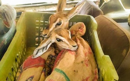 الحزام الأمني بعدن يحبط تهريب (غزلان نادرة) إلى صنعاء (وثيقة)