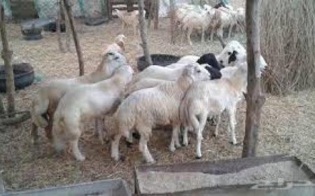 عندما يصبح لحم الغنم (حُلما)!!