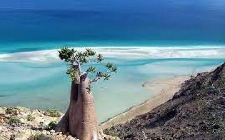 أثار جدلا واسعا.. إعلامي إماراتي: ”جزيرتنا الغالية سقطرى التي تودع اليمن البائس” والسلطات الرسمية اليمنية والإماراتية لم تعلق!  