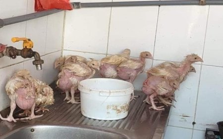 الدجاج البلدي وباء يهدد حياة الناس في عدن