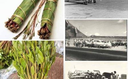 موقع (الأول) ينشر نبذة تاريخية عن (القات الهرري) في عدن وأماكن تسويقه