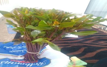 الورقة الضغط الني أضاعتها الشرعية.. خبير اقتصادي يكشف فوائد استيراد القات الهرري   