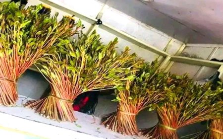 بنسبة تتجاوز 80 في المئة.. صحيفة إماراتية تسلط الضوء على استيراد (القات الهرري) إلى عدن