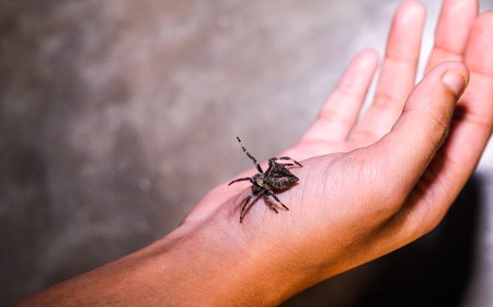 فيديو صادم لـ"عنكبوت" يخرج من أذن مسنّة